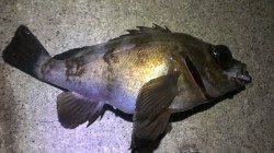 須磨～長田間へメバリング、楽しい釣りになりました♪