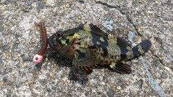 朝一番散歩のついでのフィッシング♪〜ルアーでタケノコメバル　