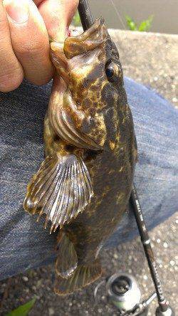 朝一番散歩のついでのフィッシング♪〜ルアーでタケノコメバル　