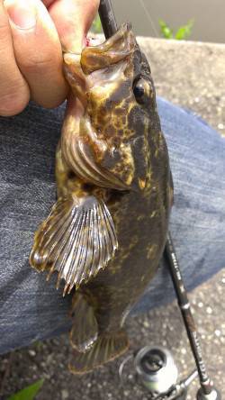 朝一番散歩のついでのフィッシング♪〜ルアー…