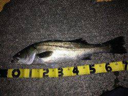 勝浦で70cmナイスコンディションなシーバス出ました♪