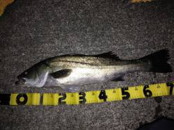 勝浦で70cmナイスコンディションなシーバ…