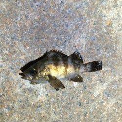 樽泉南サーフでのメバリングでメバル狙い