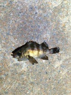 樽泉南サーフでのメバリングでメバル狙い