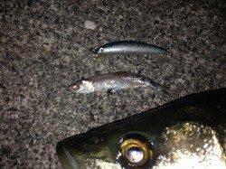 勝浦で70cmナイスコンディションなシーバス出ました♪