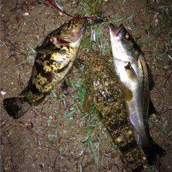 天橋立ルアーでシーバス・タケノコメバル・マゴチ〜5バイト3キャッチ