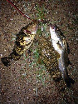 天橋立ルアーでシーバス・タケノコメバル・マゴチ〜5バイト3キャッチ