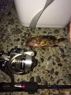 泉佐野　自作フロートリグ＆ジグヘッドでの釣行