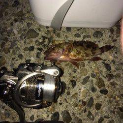 泉佐野　自作フロートリグ＆ジグヘッドでの釣行