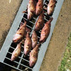 佐野漁港　穴釣りでガシラ狙いの釣行