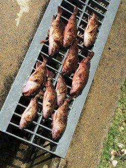 佐野漁港　穴釣りでガシラ狙いの釣行