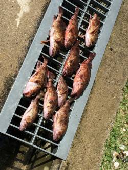 佐野漁港　穴釣りでガシラ狙いの釣行