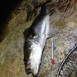 大阪南港　潮止まりのタイミングでシーバスがヒット