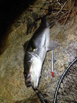 大阪南港　潮止まりのタイミングでシーバスが…