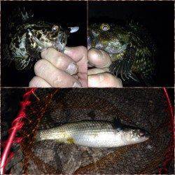 舞洲でチニング〜底ズルで一投目からキビレゲット！