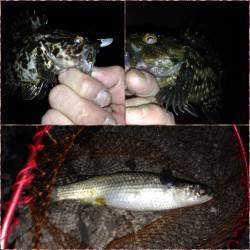 舞洲でチニング〜底ズルで一投目からキビレゲット！