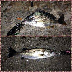 雨の後キビレ狙いに舞洲へ〜キビレ、ガシラ、セイゴ各1匹でした