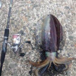 久美浜の蒲井にてエギング〜アオリイカ胴長30cmをゲット！