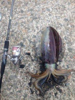 久美浜の蒲井にてエギング〜アオリイカ胴長30cmをゲット！