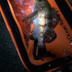 田尻漁港でのメバリング釣果