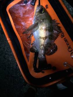 田尻漁港でのメバリング釣果