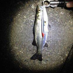 大阪南港　潮止まりのタイミングでシーバスがヒット