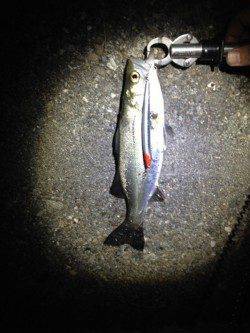 大阪南港　潮止まりのタイミングでシーバスがヒット