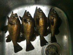 りんくう周辺でのメバリング、良型求めランガン