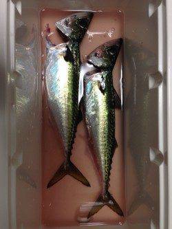 １番船から武庫川尻一文字へ〜ジグでマサバ&ゴマサバ