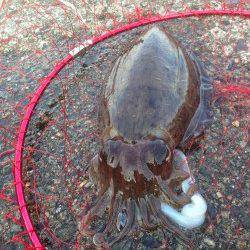 小黒飯～難波江　夕方のエギングでコウイカがヒット