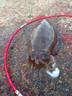 小黒飯～難波江　夕方のエギングでコウイカがヒット