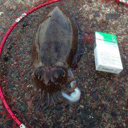 小黒飯～難波江　夕方のエギングでコウイカがヒット