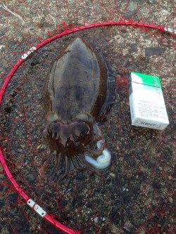 小黒飯～難波江　夕方のエギングでコウイカがヒット