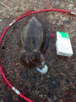 小黒飯～難波江　夕方のエギングでコウイカが…