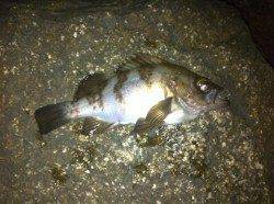 江井ヶ島漁港にてフロートリグでメバリング