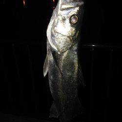 なぎさ公園でバチ抜けシーバス63cm