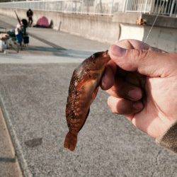 大蔵海岸胴付き仕掛け足元でボウズ逃れのガシラ狙い