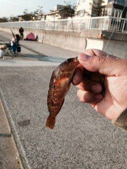 大蔵海岸胴付き仕掛け足元でボウズ逃れのガシラ狙い