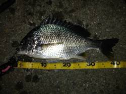 舞洲チニング釣果〜ジグヘッドを軽くするとキ…