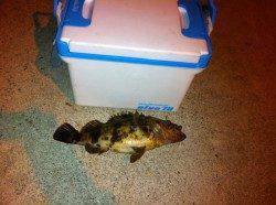 東二見メバリング〜ワインドでボトムを攻めタケノコメバル29cm！