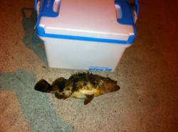 東二見メバリング〜ワインドでボトムを攻めタ…