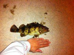 東二見メバリング〜ワインドでボトムを攻めタケノコメバル29cm！