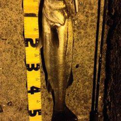 大阪南港でシーバス〜エラ洗いの連続でシーバスらしい釣りでした♪