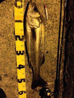 大阪南港でシーバス〜エラ洗いの連続でシーバスらしい釣りでした♪