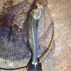 大阪南港　夕マズメのタイミングでシーバスがヒット