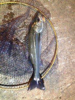 大阪南港　夕マズメのタイミングでシーバスがヒット