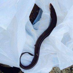 大阪南港　半夜で楽しむちょい投げフィッシング