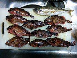 若狭方面にもアジ！アジングでの良型狙いはボトム