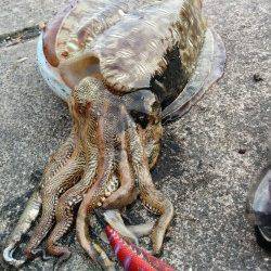 高浜南部でエギング、2.4kgのコウイカGET！