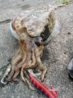 高浜南部でエギング、2.4kgのコウイカG…